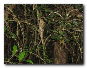 Click to enlarge